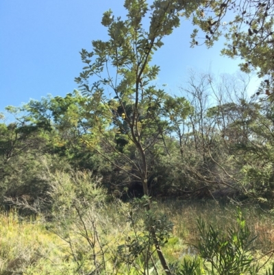 Banksia integrifolia subsp. integrifolia (Coast Banksia) at North Tura - 12 May 2020 by Carine