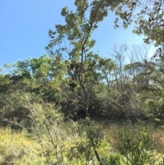 Banksia integrifolia subsp. integrifolia (Coast Banksia) at Tura Beach, NSW - 12 May 2020 by Carine