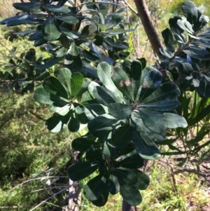 Banksia integrifolia subsp. integrifolia at Tura Beach, NSW - 12 May 2020