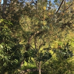 Banksia integrifolia subsp. integrifolia (Coast Banksia) at North Tura Coastal Reserve - 12 May 2020 by Carine