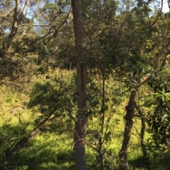 Banksia integrifolia subsp. integrifolia (Coast Banksia) at North Tura Coastal Reserve - 12 May 2020 by Carine