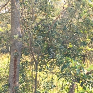 Banksia integrifolia subsp. integrifolia at North Tura - 12 May 2020