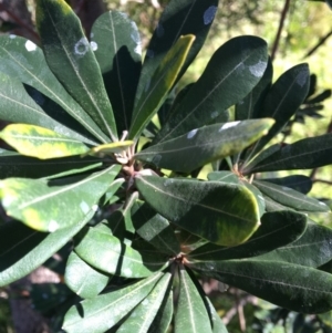 Banksia integrifolia subsp. integrifolia at North Tura - 12 May 2020