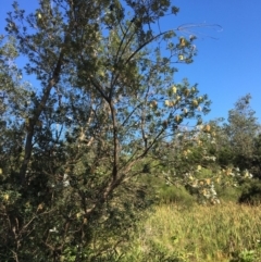 Banksia integrifolia subsp. integrifolia (Coast Banksia) at North Tura Coastal Reserve - 12 May 2020 by Carine