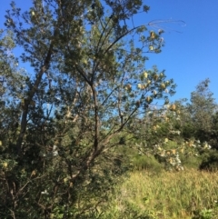 Banksia integrifolia subsp. integrifolia (Coast Banksia) at Tura Beach, NSW - 12 May 2020 by Carine