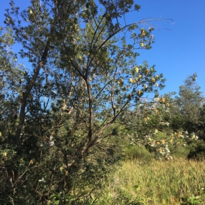 Banksia integrifolia subsp. integrifolia (Coast Banksia) at Tura Beach, NSW - 12 May 2020 by Carine