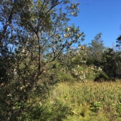 Banksia integrifolia subsp. integrifolia at North Tura - 12 May 2020