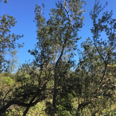 Banksia integrifolia subsp. integrifolia (Coast Banksia) at North Tura - 12 May 2020 by Carine