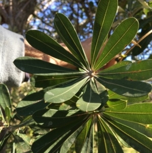 Banksia integrifolia subsp. integrifolia at North Tura - 12 May 2020