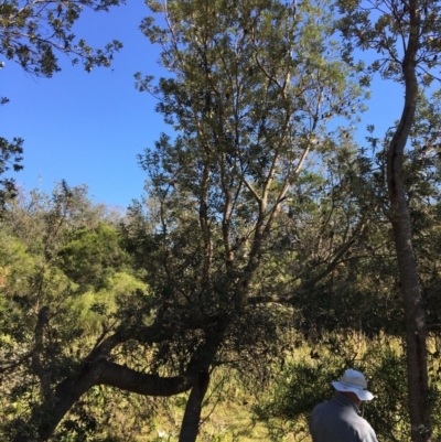 Banksia integrifolia subsp. integrifolia (Coast Banksia) at North Tura Coastal Reserve - 12 May 2020 by Carine