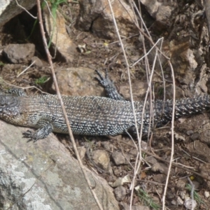 Egernia cunninghami at Latham, ACT - 9 Sep 2013 12:01 PM