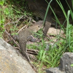 Egernia cunninghami at Latham, ACT - 9 Sep 2013 12:01 PM