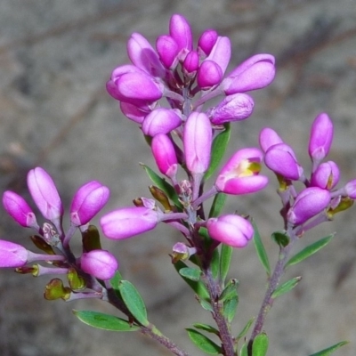 Comesperma hispidulum (Pyramid Flower) at Tuchekoi National Park - 8 Sep 2013 by jenqld