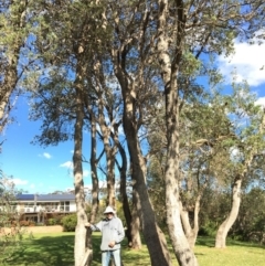 Banksia integrifolia subsp. integrifolia (Coast Banksia) at Tura Beach, NSW - 12 May 2020 by Carine