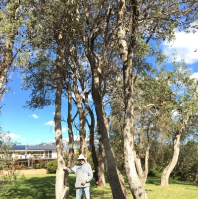 Banksia integrifolia subsp. integrifolia (Coast Banksia) at North Tura Coastal Reserve - 12 May 2020 by Carine