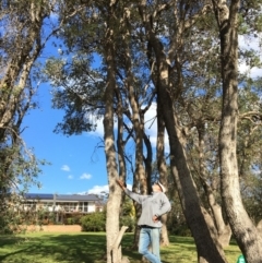 Banksia integrifolia subsp. integrifolia at North Tura - 12 May 2020