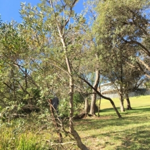 Banksia integrifolia subsp. integrifolia at North Tura - 12 May 2020