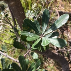 Banksia integrifolia subsp. integrifolia at North Tura - 12 May 2020