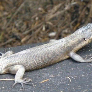 Egernia saxatilis intermedia at Green Cape, NSW - 21 Sep 2013