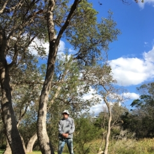 Banksia integrifolia subsp. integrifolia at North Tura - 12 May 2020