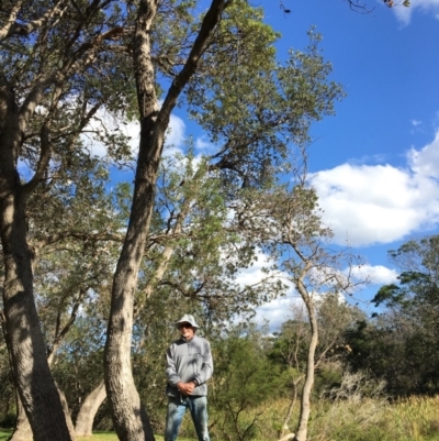 Banksia integrifolia subsp. integrifolia (Coast Banksia) at North Tura - 12 May 2020 by Carine