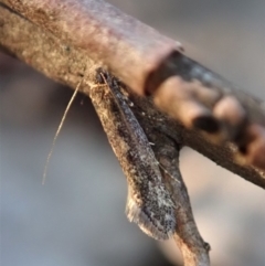 Tinea undescribed species (A fungus moth) at Mount Painter - 3 May 2020 by CathB