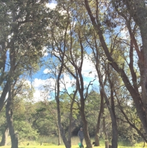 Banksia integrifolia subsp. integrifolia at North Tura - 12 May 2020