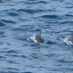 Delphinus delphis (Common Dolphin) at Green Cape, NSW - 13 May 2020 by Christine