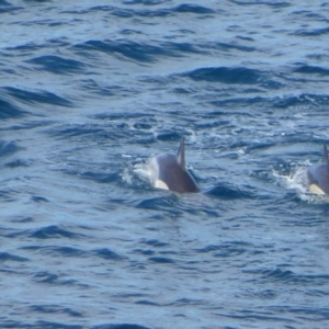 Delphinus delphis at Beowa National Park - 13 May 2020 02:44 AM