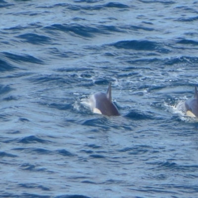 Delphinus delphis (Common Dolphin) at Ben Boyd National Park - 12 May 2020 by Christine