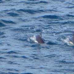 Unidentified Dolphin (TBC) at Green Cape, NSW - 12 May 2020 by Christine