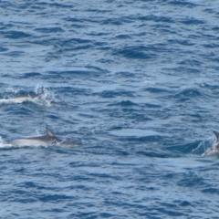 Delphinus delphis at Beowa National Park - 13 May 2020 02:44 AM