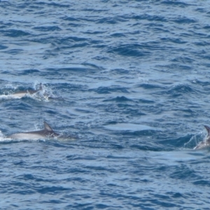 Delphinus delphis at Ben Boyd National Park - 13 May 2020 02:44 AM