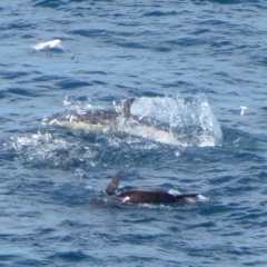 Delphinus delphis at Ben Boyd National Park - 13 May 2020 02:44 AM