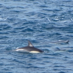 Delphinus delphis at Ben Boyd National Park - 13 May 2020 02:44 AM