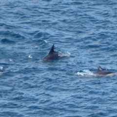 Delphinus delphis at Ben Boyd National Park - 13 May 2020 02:44 AM