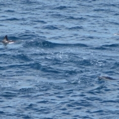 Delphinus delphis (Common Dolphin) at Ben Boyd National Park - 21 Sep 2013 by Christine