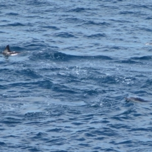 Delphinus delphis at Ben Boyd National Park - 21 Sep 2013