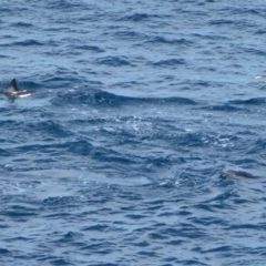Unidentified Marine Mammal (TBC) at Green Cape, NSW - 21 Sep 2013 by Christine
