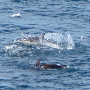 Delphinus delphis at Green Cape, NSW - 21 Sep 2013