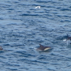 Delphinus delphis (Common Dolphin) at Green Cape, NSW - 21 Sep 2013 by Christine