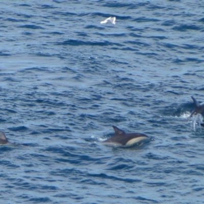 Delphinus delphis (Common Dolphin) at Green Cape, NSW - 21 Sep 2013 by Christine
