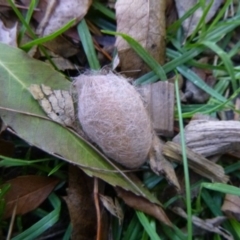 Lepidoptera unclassified IMMATURE (caterpillar or pupa or cocoon) at Tathra Public School - 11 May 2020 by TathraPreschool