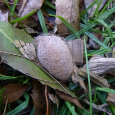 Lepidoptera unclassified IMMATURE (caterpillar or pupa or cocoon) at Tathra Public School - 11 May 2020 by TathraPreschool
