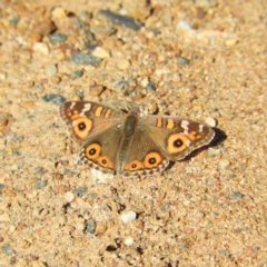 Junonia villida (Meadow Argus) at Greenway, ACT - 11 May 2020 by MatthewFrawley