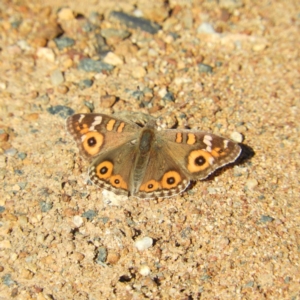 Junonia villida at Greenway, ACT - 11 May 2020