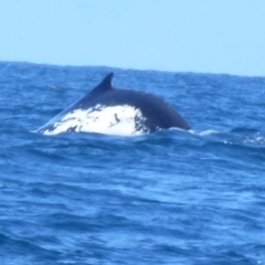 Unidentified Whale (TBC) at Undefined - 22 Sep 2013 by Christine