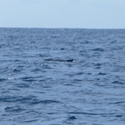 Unidentified Sea Mammal at Undefined - 21 Sep 2013 by Christine