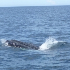 Unidentified Whale at Undefined, NSW - 21 Sep 2013 by Christine