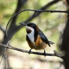 Acanthorhynchus tenuirostris (Eastern Spinebill) at Red Hill, ACT - 11 May 2020 by TomT